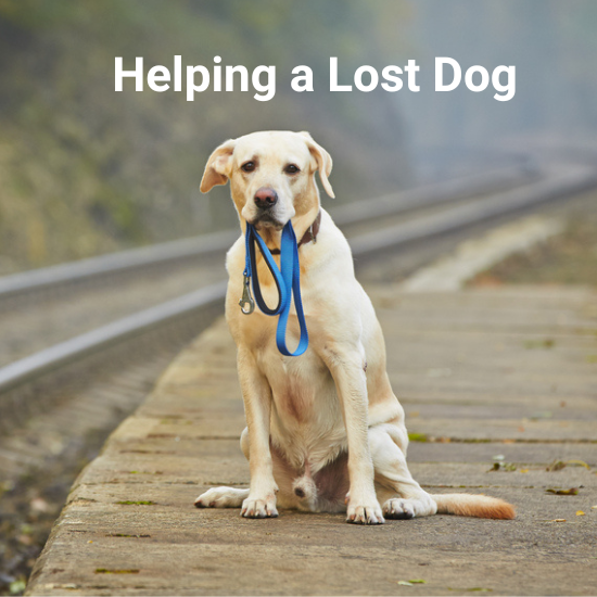 tips-to-help-get-a-lost-dog-home-pethub